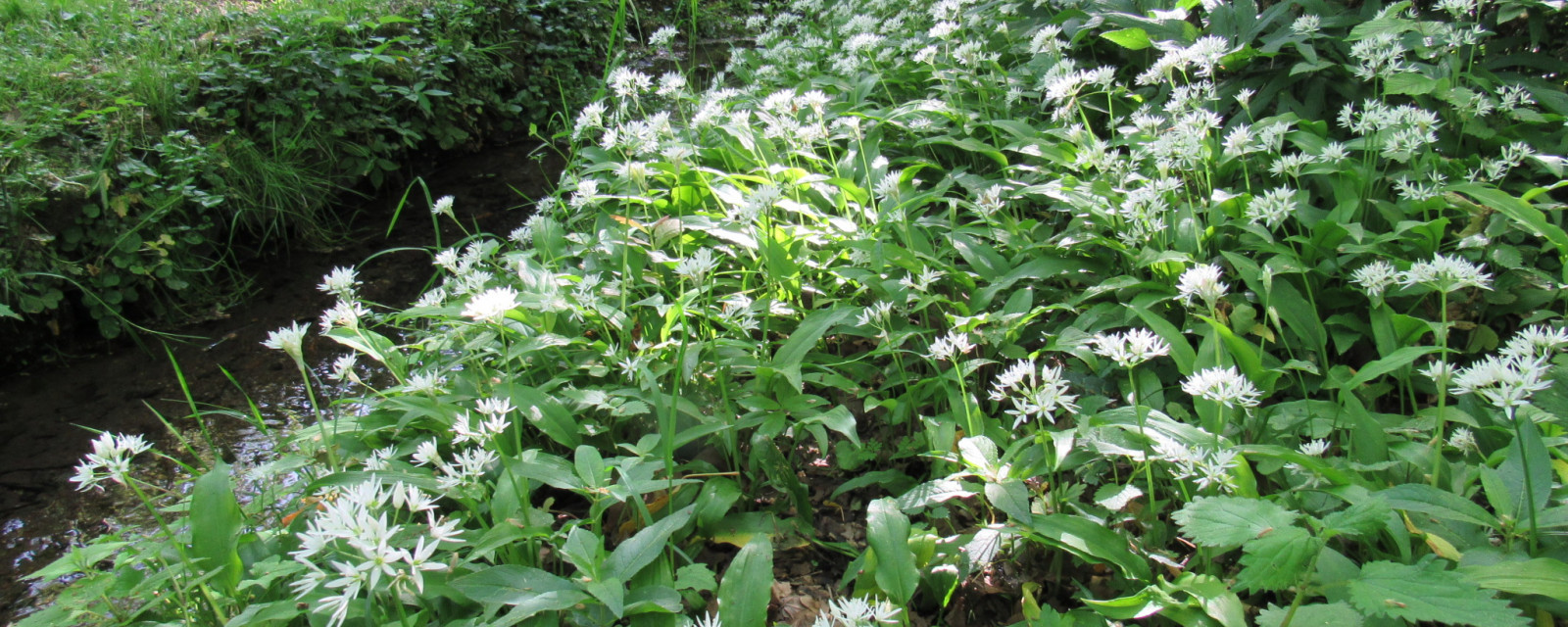 Allium_ursinumMoixinaAS