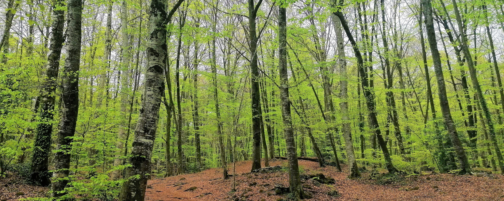 Curs Bon Coneixedor Garrotxa Fageda